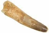 Spinosaurus Tooth - Real Dinosaur Tooth #209797-1